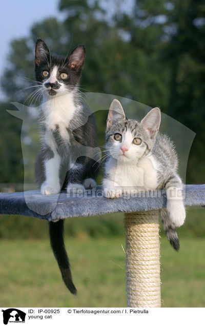 young cat / IP-00925