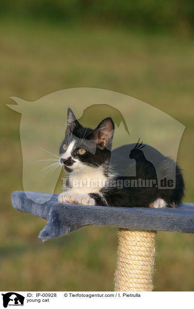 young cat / IP-00928