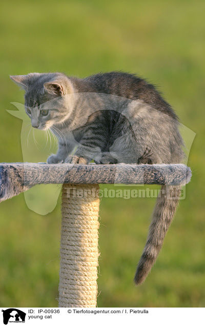 young cat / IP-00936