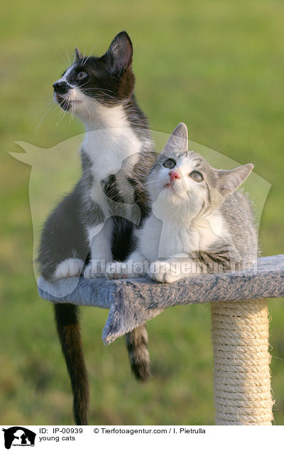 young cats / IP-00939