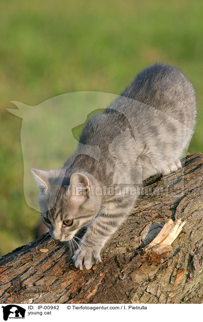 junge Katze / young cat / IP-00942
