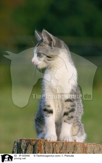 young cat / IP-00946