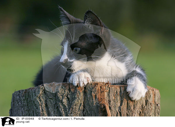 young cat / IP-00948