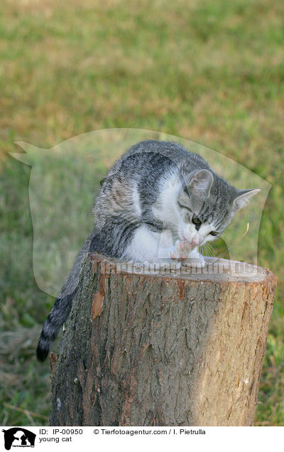 young cat / IP-00950