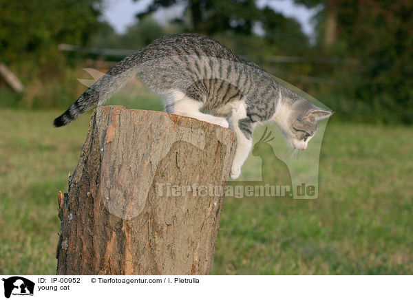 young cat / IP-00952
