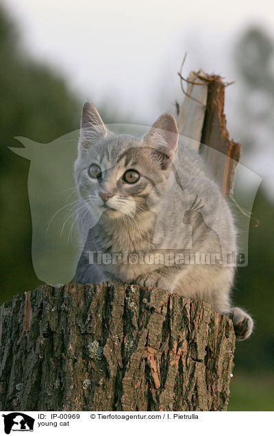 junge Katze / young cat / IP-00969