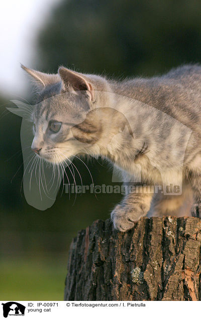 young cat / IP-00971