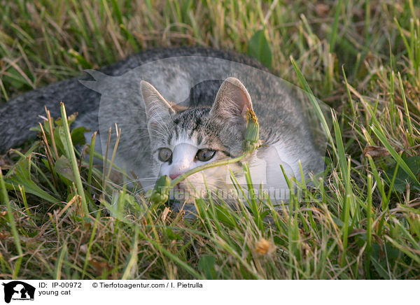 junge Katze / young cat / IP-00972