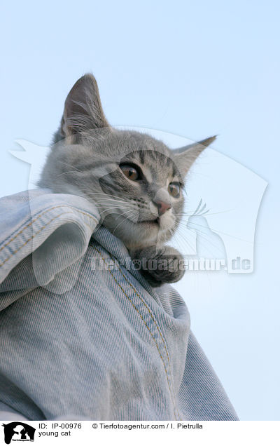 junge Katze / young cat / IP-00976