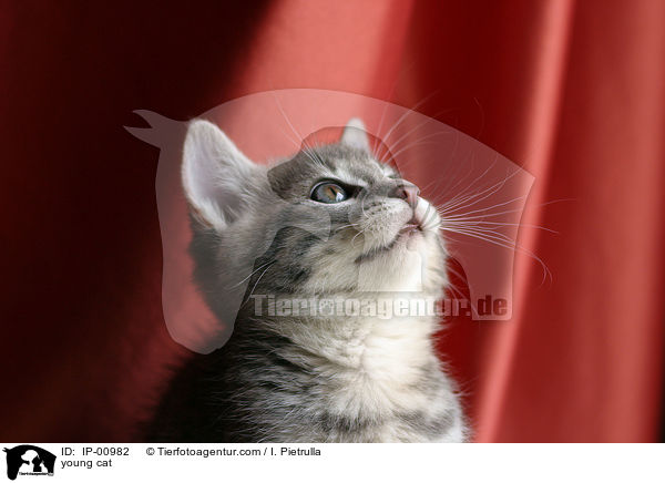 junge Katze / young cat / IP-00982