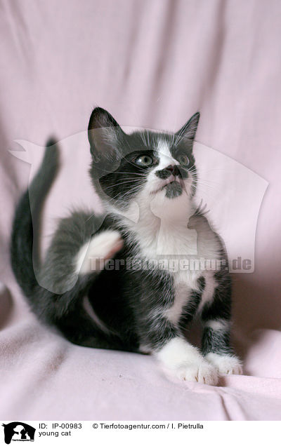 junge Katze / young cat / IP-00983