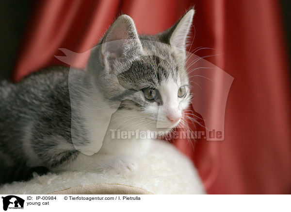 young cat / IP-00984
