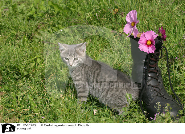 young cat / IP-00985