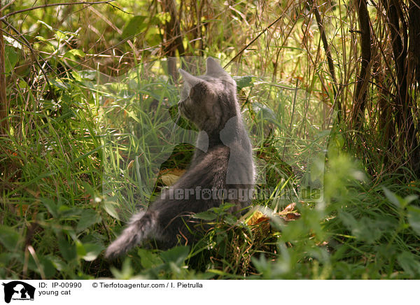 young cat / IP-00990
