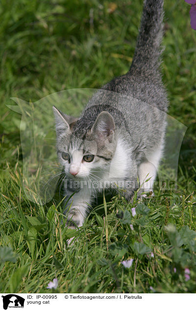 young cat / IP-00995