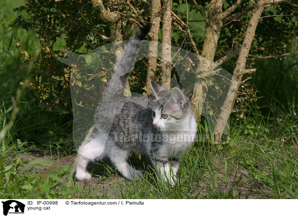 junge Katze / young cat / IP-00998
