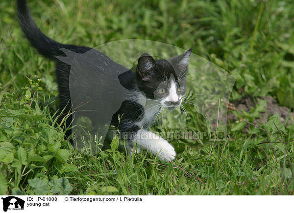 junge Katze / young cat / IP-01008