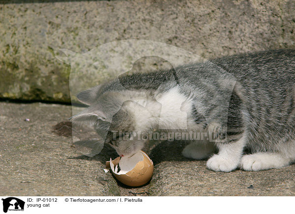 young cat / IP-01012