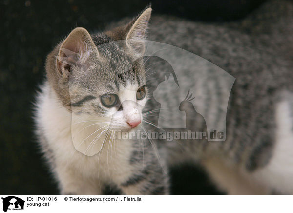 junge Katze / young cat / IP-01016