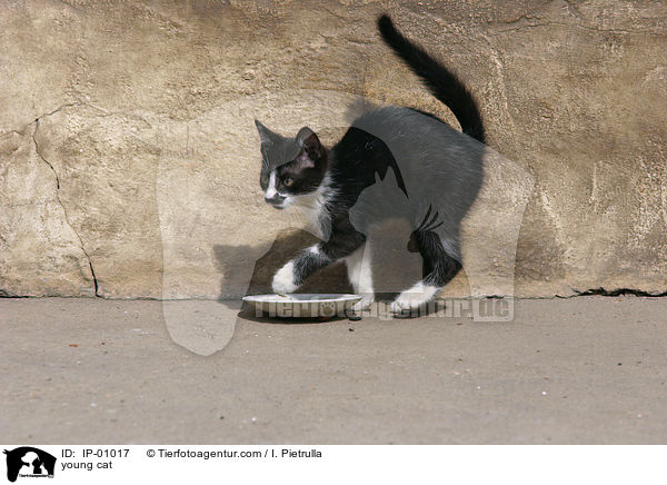 junge Katze / young cat / IP-01017