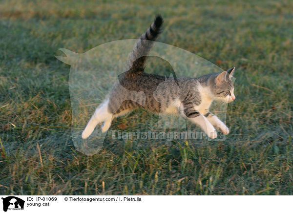 young cat / IP-01069