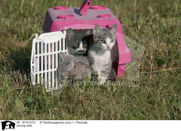 young cats / IP-01070