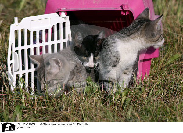 junge Ktzchen / young cats / IP-01072