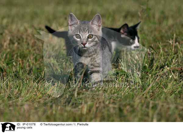 young cats / IP-01078