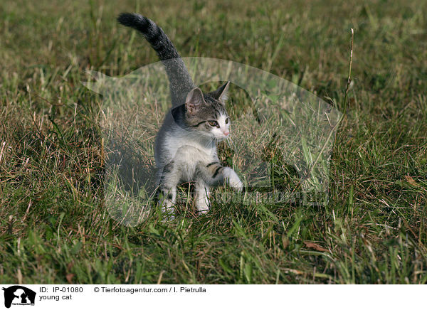 young cat / IP-01080