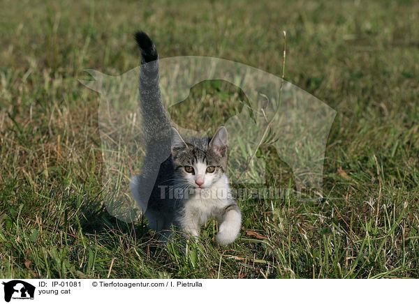 young cat / IP-01081