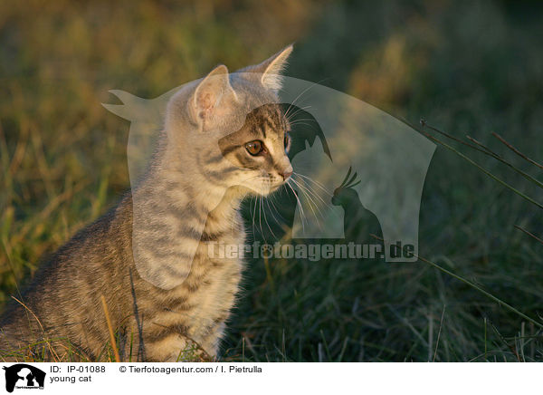 young cat / IP-01088