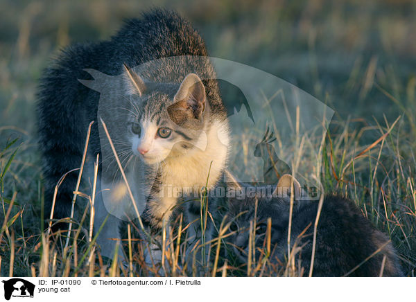 young cat / IP-01090