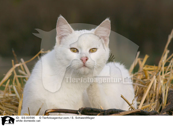 weie Hauskatze / white domestic cat / SS-00596