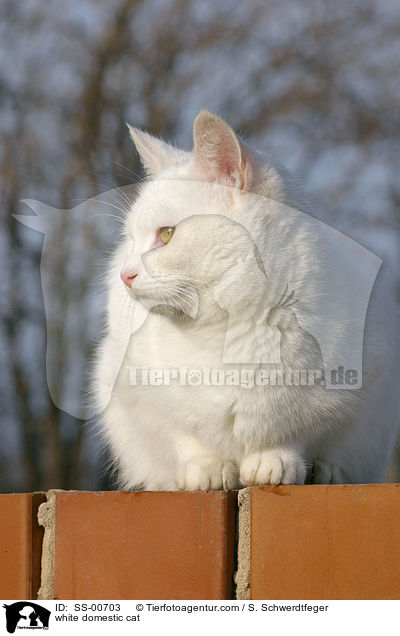 white domestic cat / SS-00703