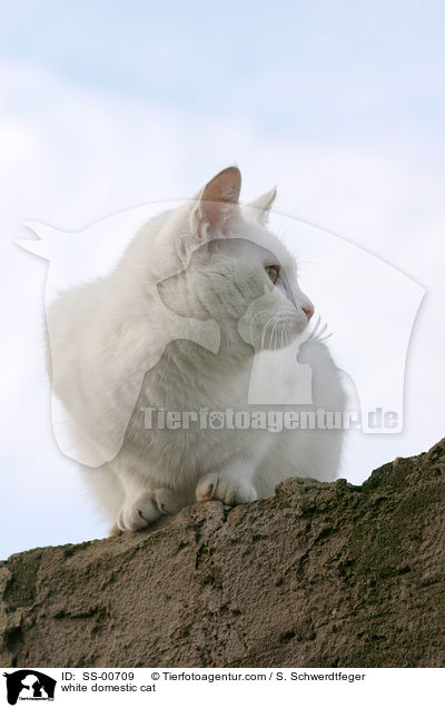 white domestic cat / SS-00709