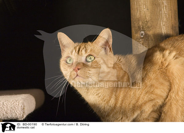 Hauskatze / domestic cat / BD-00190