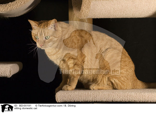 sitzende Hauskatze / sitting domestic cat / BD-00191
