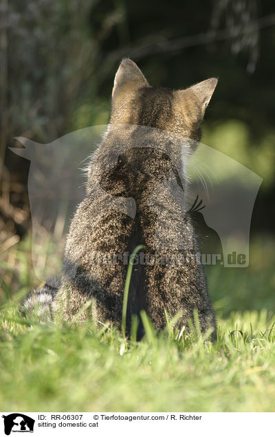 sitzende Hauskatze / sitting domestic cat / RR-06307