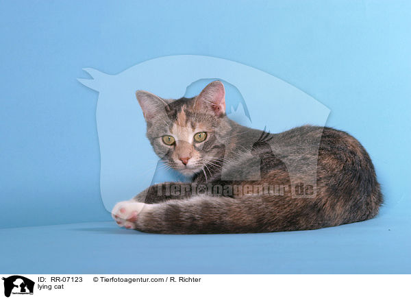 lying cat / RR-07123