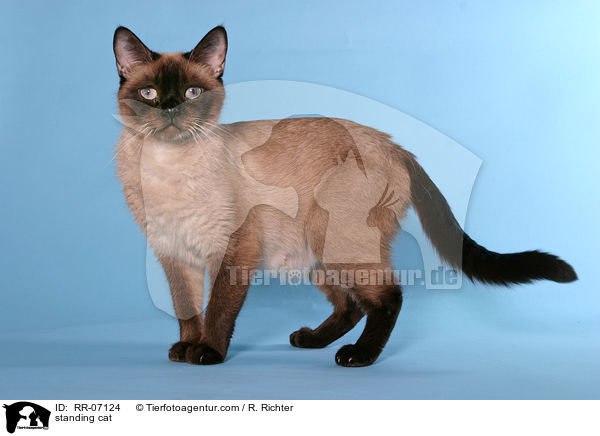 stehende Katze / standing cat / RR-07124