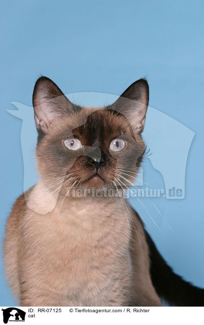 Katze / cat / RR-07125