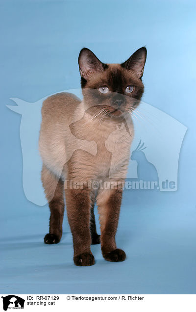 stehende Katze / standing cat / RR-07129