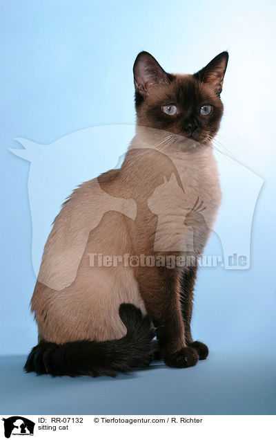 sitzende Katze / sitting cat / RR-07132
