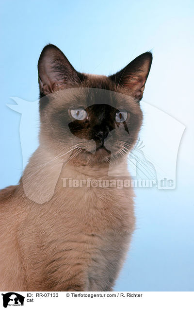 Katze / cat / RR-07133