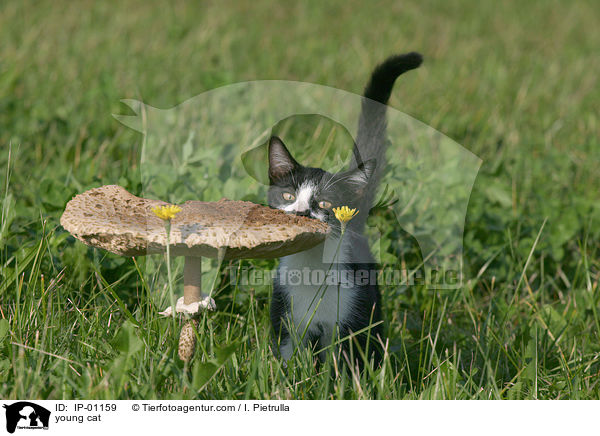 junge Katze / young cat / IP-01159