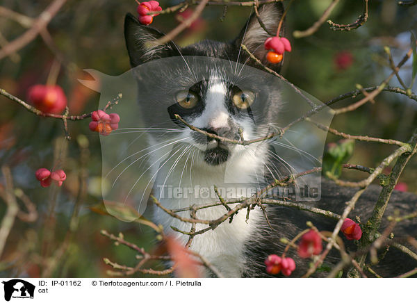 cat / IP-01162