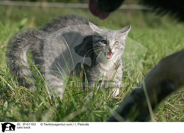 Katzenbucken / cats back / IP-01163