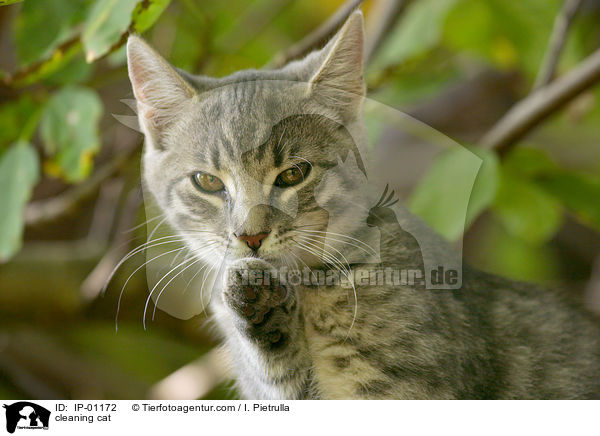 Katze beim putzen / cleaning cat / IP-01172