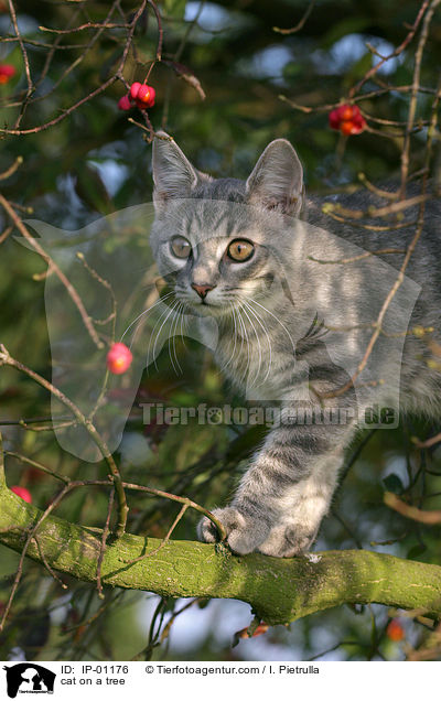 Katze auf dem Baum / cat on a tree / IP-01176