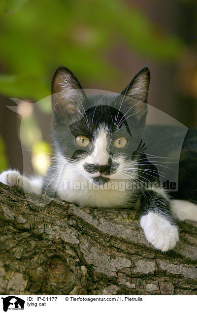 liegende Katze / lying cat / IP-01177